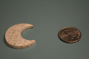 Fossil Coral Carvings - Wolf and Moon